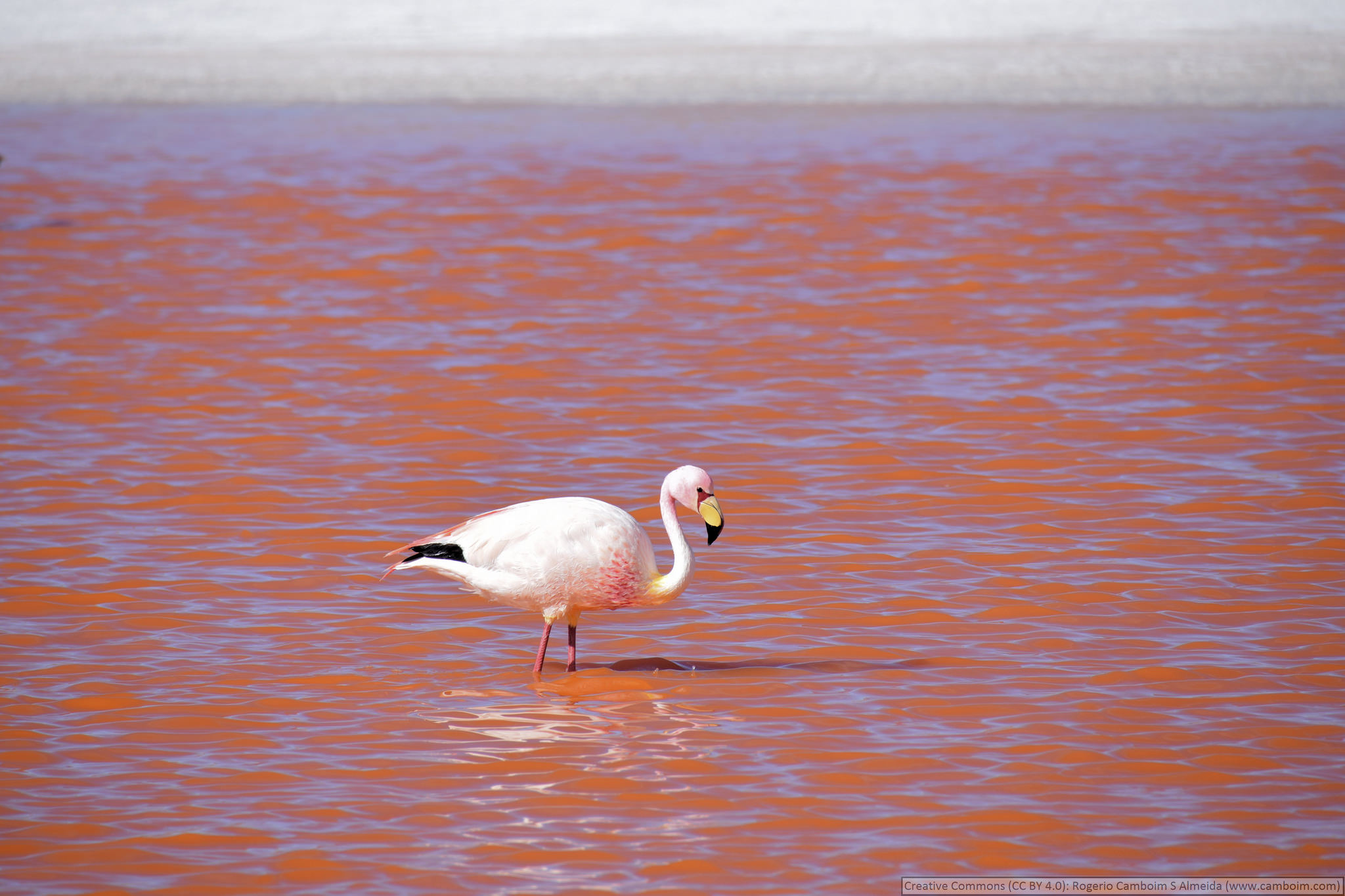 laguna-colorada-flamenco